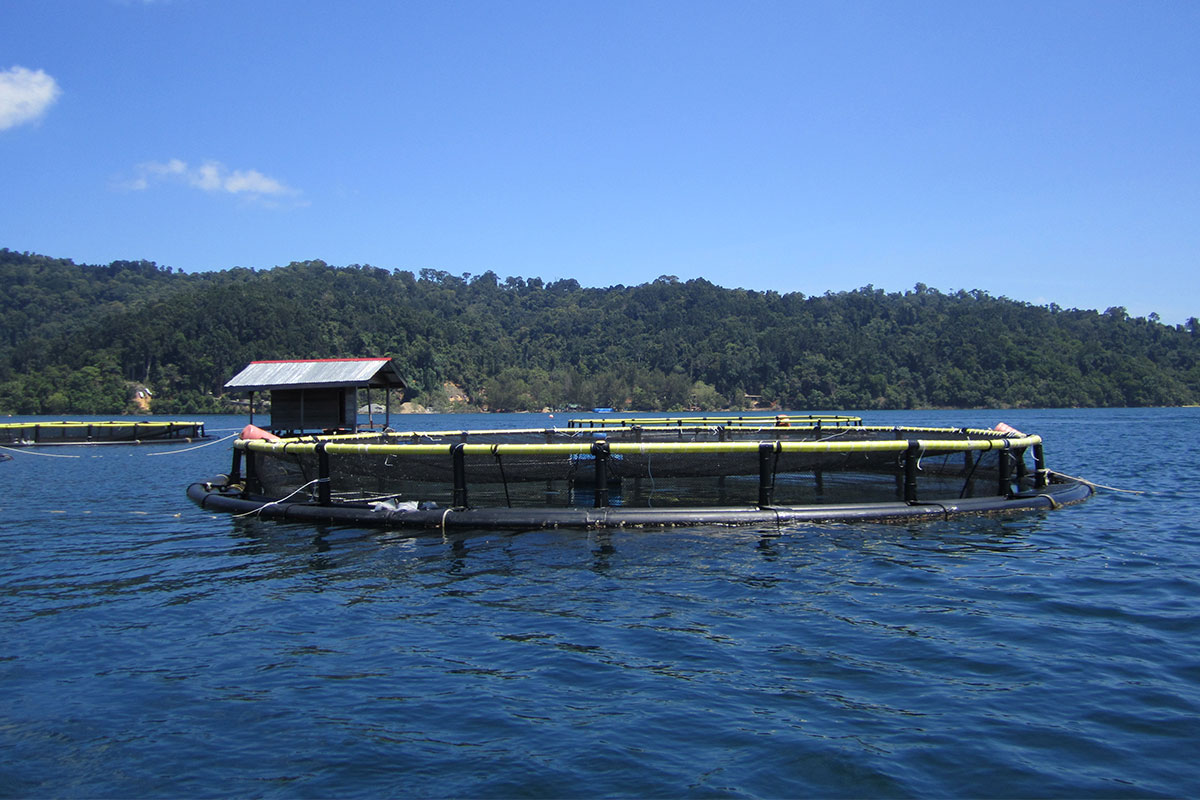 Bayu Aquaculture fish farm
