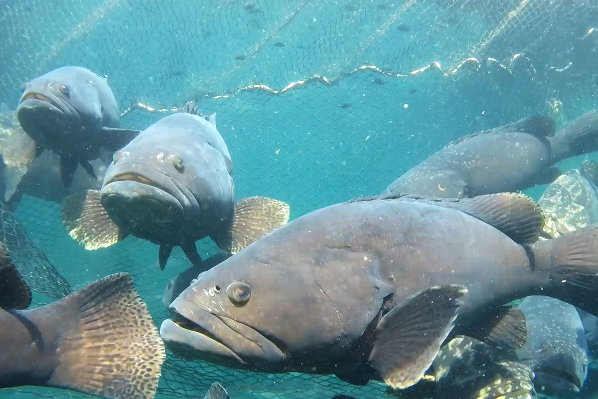 Bayu Aquaculture grouper fish
