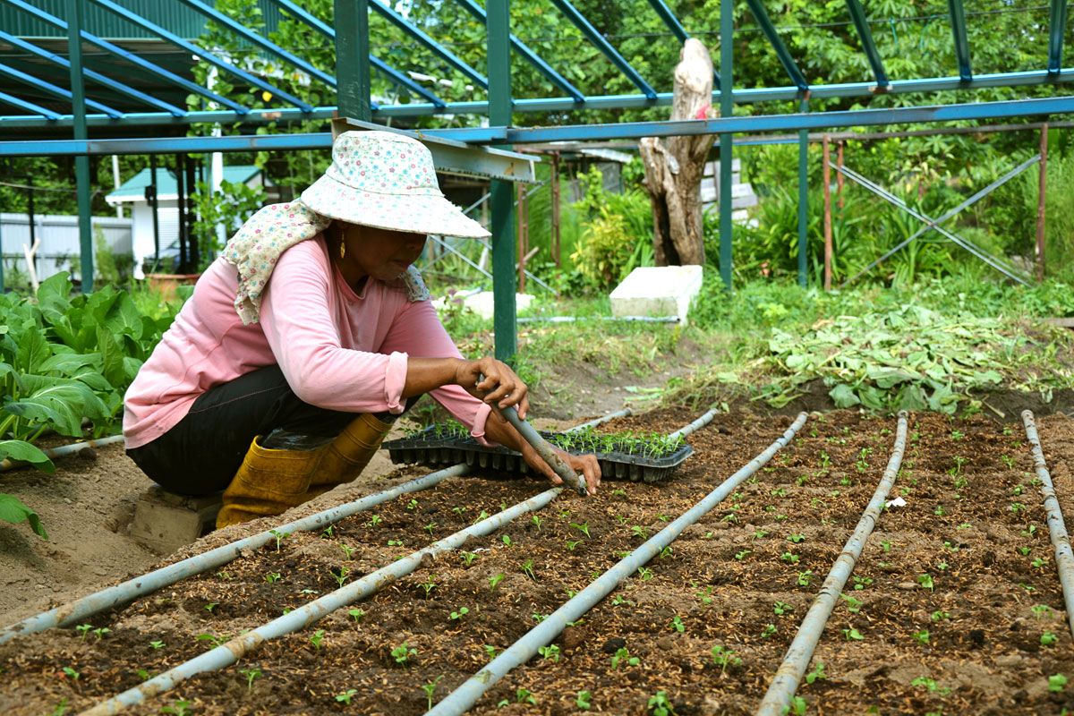 Green Os farmer planting vegetables