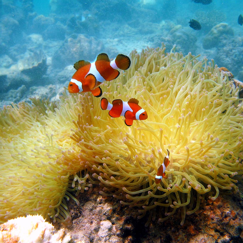 MERC Coral Reefs and Clownfish