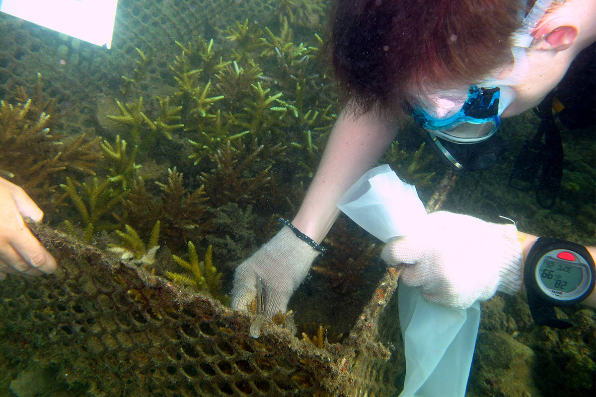 Coral Reef Restoration