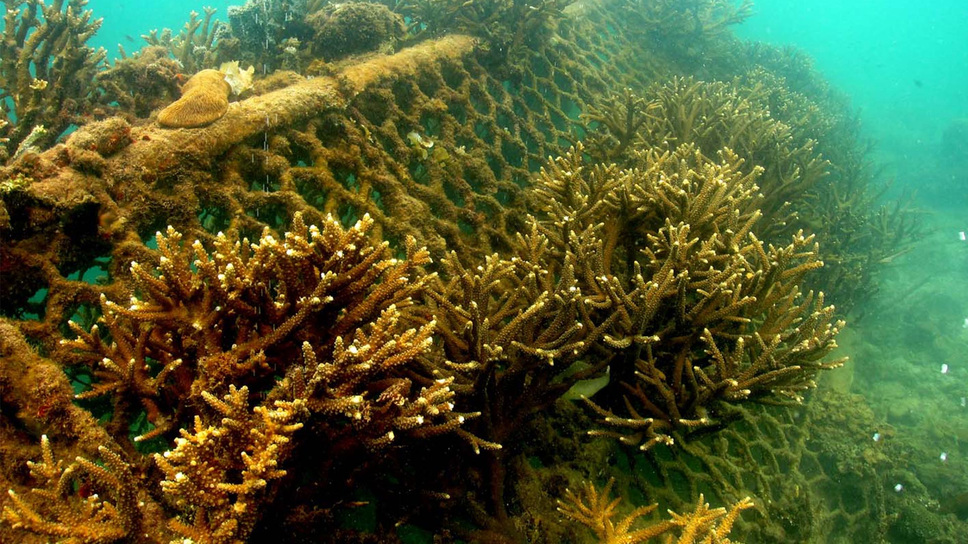 MERC Coral Reef Restoration