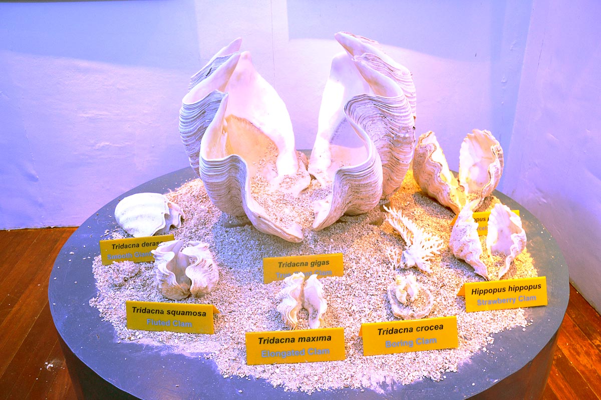 MERC Display of Giant Clams