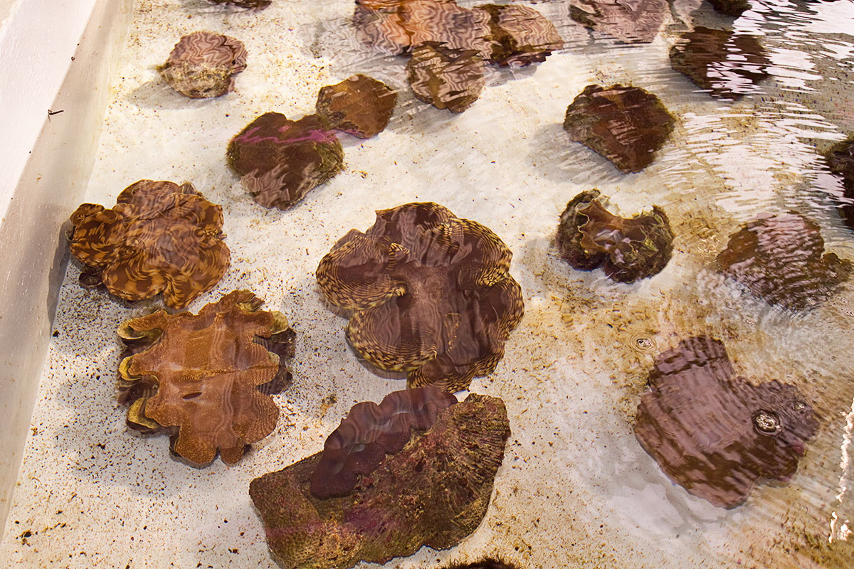 Giant Clam Propagation