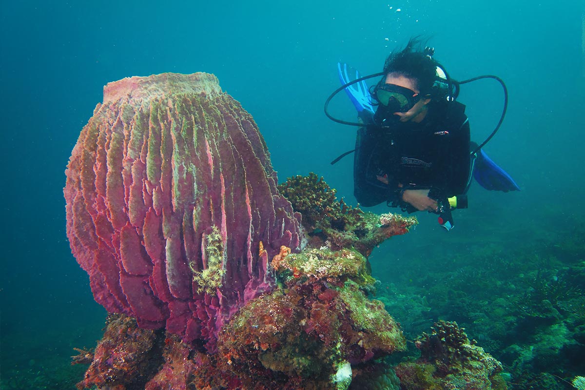 Gayana scuba diving