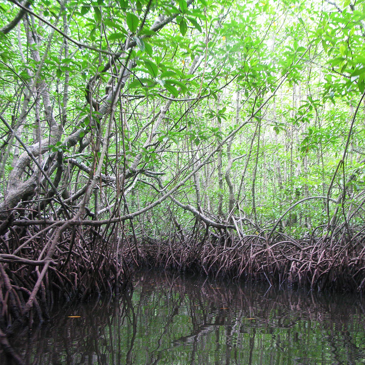 Mangrove Tree