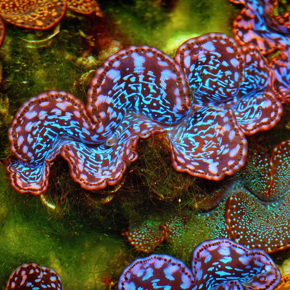 MERC Giant Clams