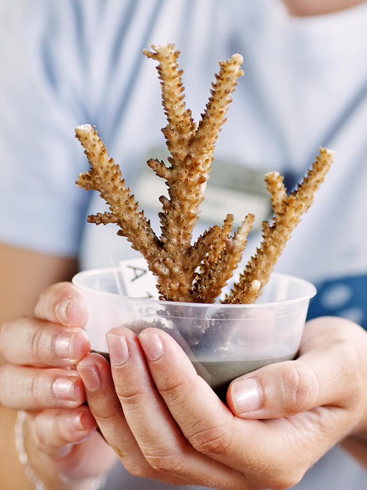 MERC coral planting