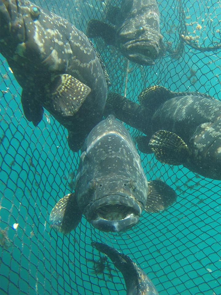 Bayu Aquaculture grouper fish