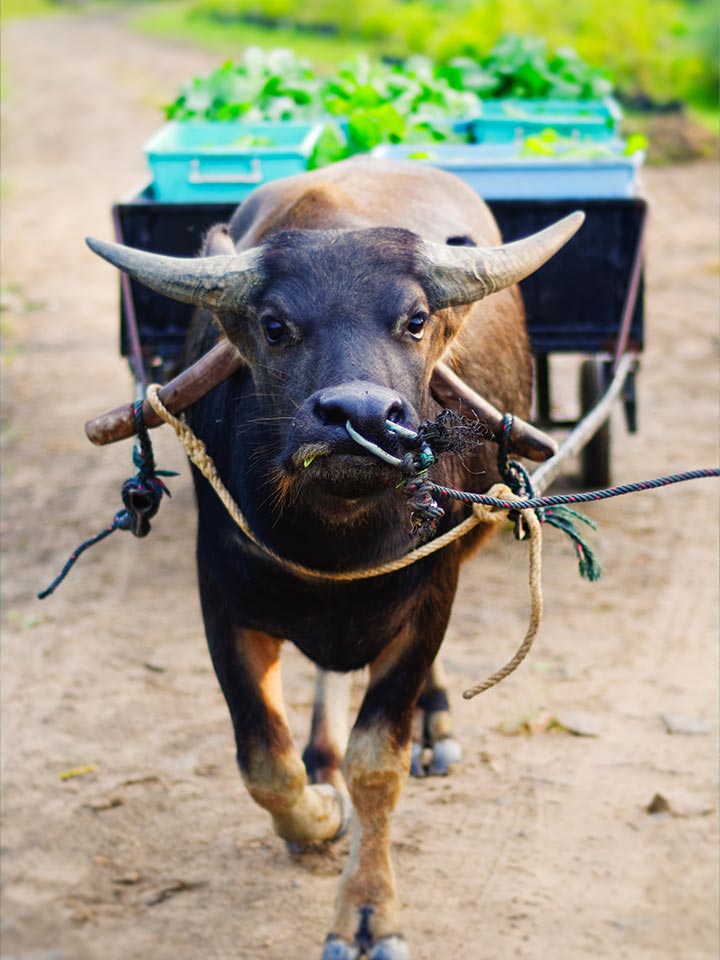 Green O's Organic Farm