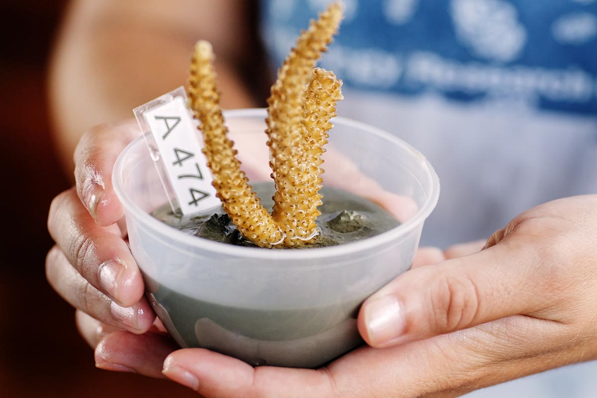 MERC coral planting